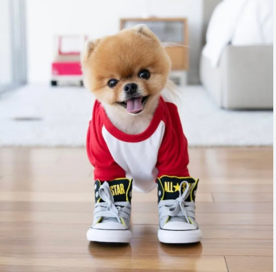 Jiffpom (Pomeranian)