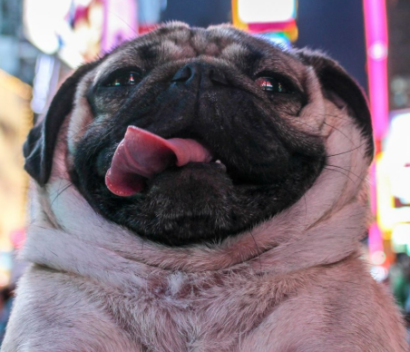 Doug the Pug