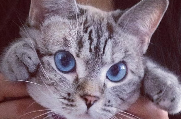 Nala Cat Siamese-tabby mix