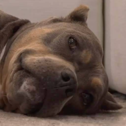 Ms. Peaches: rescue dog Owned by Dave Portnoy