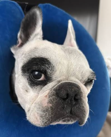 Walter Geoffrey (French Bulldog): Known globally for his dramatic vocalizations (1.3M Instagram / 2.2M TikTok followers), leading to appearances on The Ellen DeGeneres Show and Good Morning America.